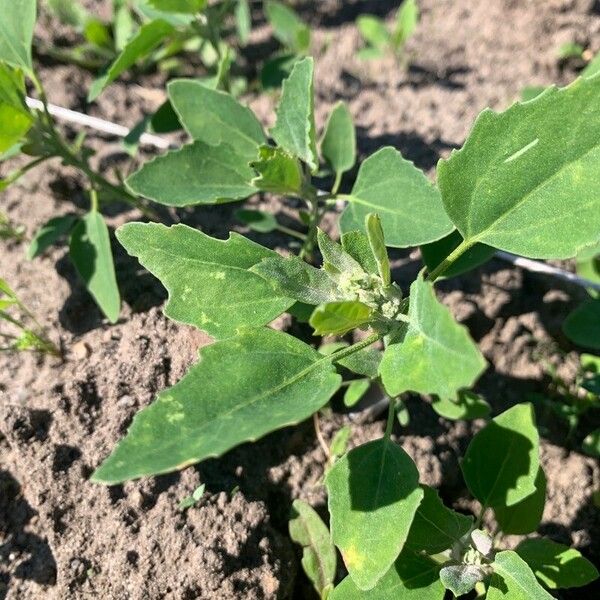 Chenopodium berlandieri 葉