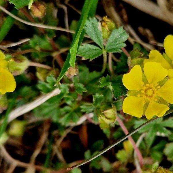 Potentilla verna Flower