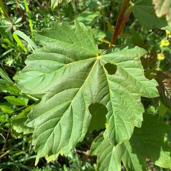 Acer glabrum Levél