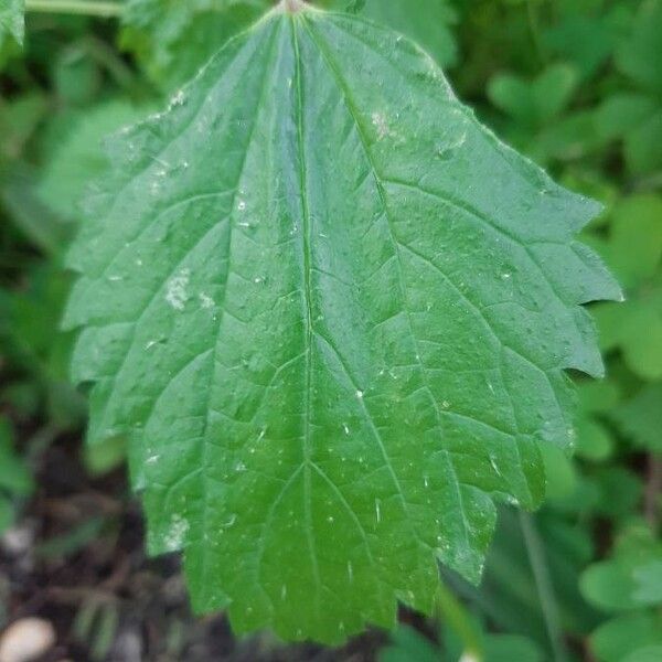 Urtica membranacea List