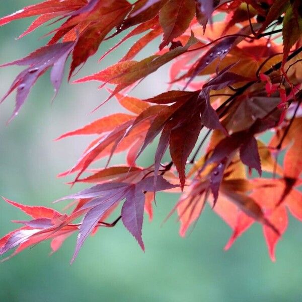 Acer palmatum 葉