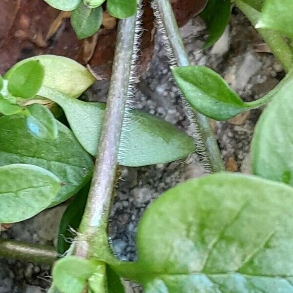 Stellaria media Bark