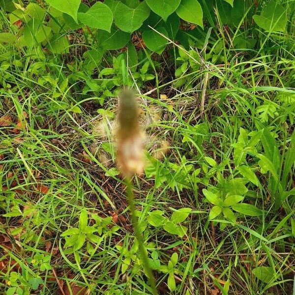 Typha minima Flower