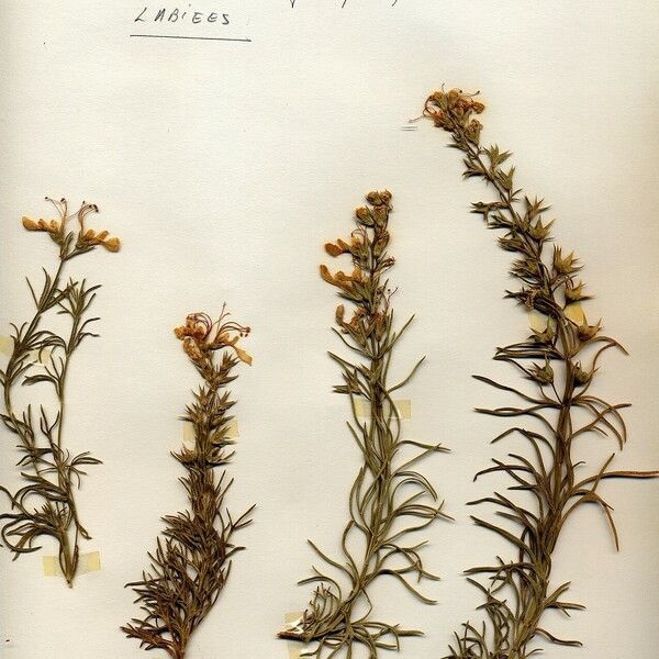 Teucrium pseudochamaepitys عادت