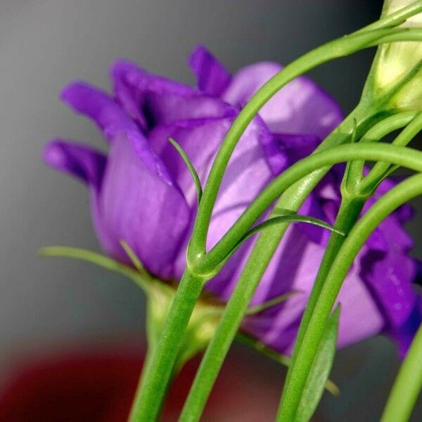 Eustoma russellianum Blatt