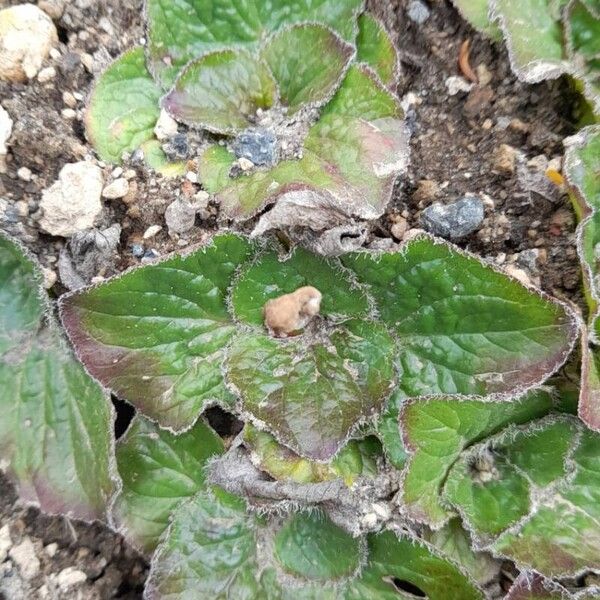 Calceolaria filicaulis Leaf