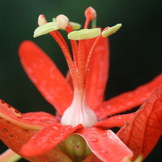 Passiflora coccinea Õis