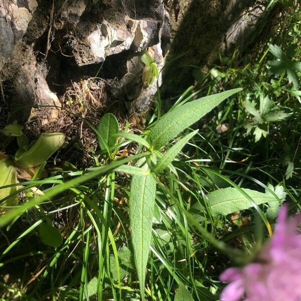 Knautia dipsacifolia Yaprak