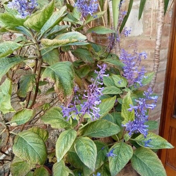 Plectranthus ecklonii Листок