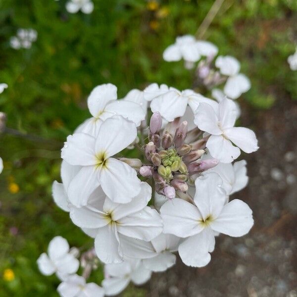 Hesperis matronalis फूल