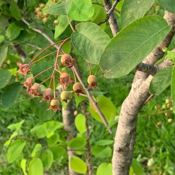 Amelanchier × lamarckii Plod