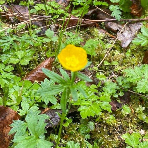 Ranunculus montanus Flower