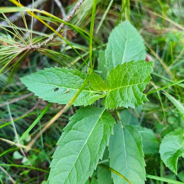 Heliopsis helianthoides List