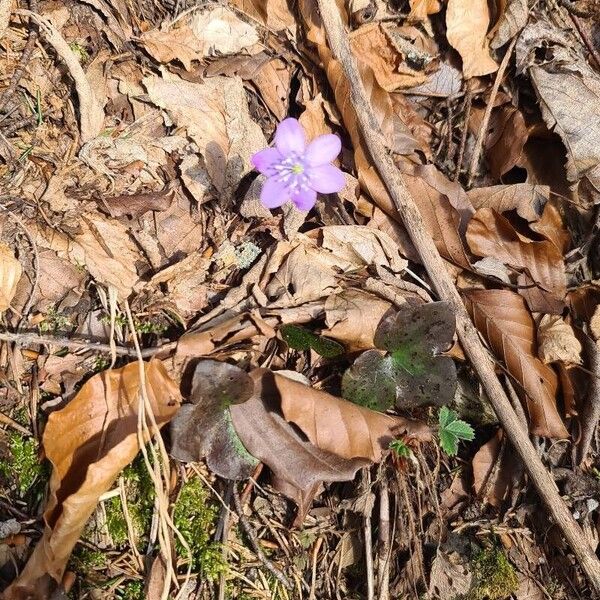 Hepatica nobilis Flors