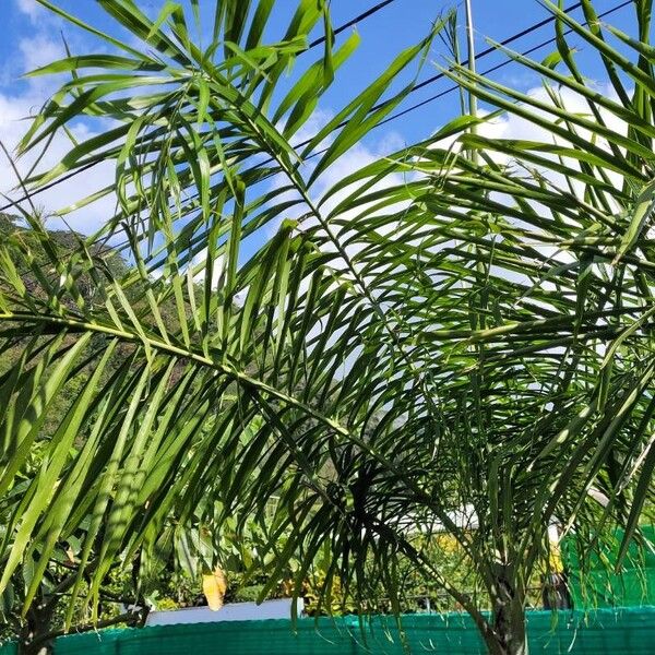 Dypsis madagascariensis Yaprak