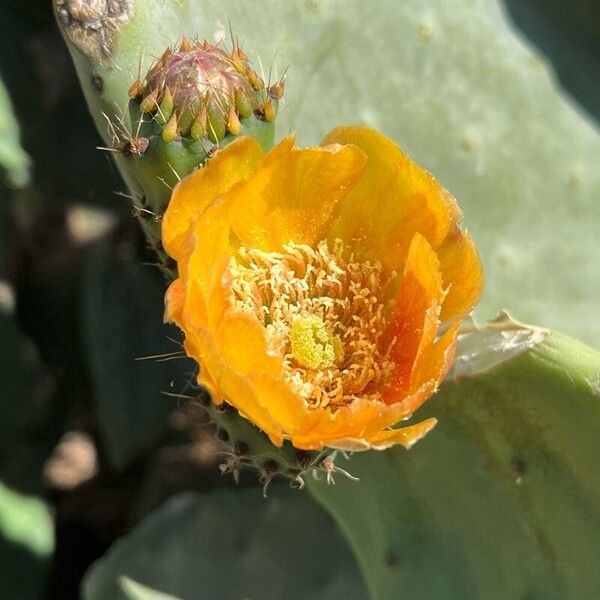 Opuntia ficus-indica Kukka