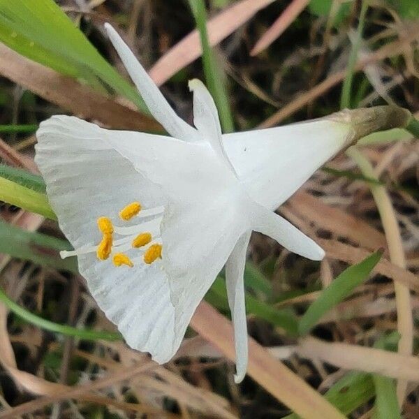 Narcissus cantabricus 花