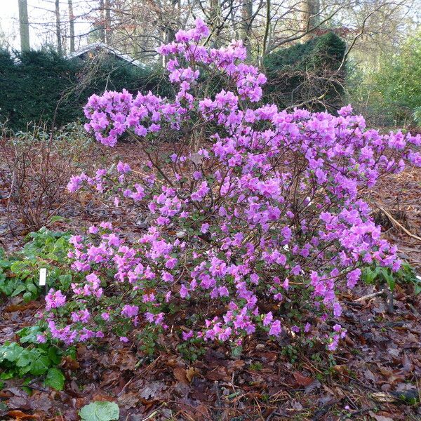 Rhododendron sichotense Habit
