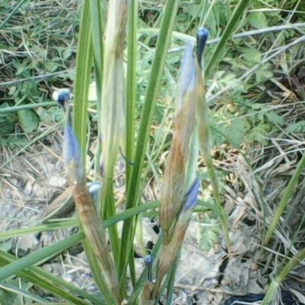 Iris unguicularis Flower