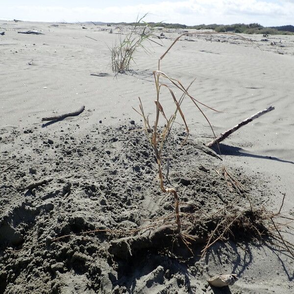 Phragmites karka عادت