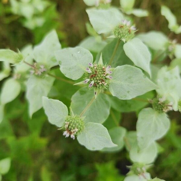 Pycnanthemum muticum Blomst