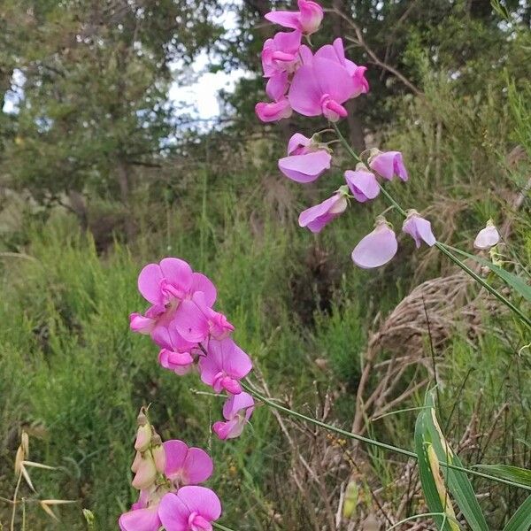 Lathyrus sylvestris Kukka