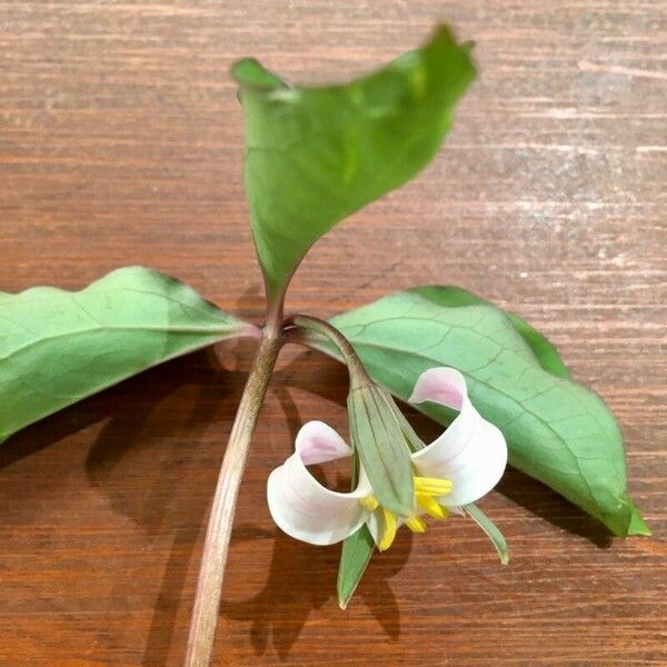 Trillium catesbaei Virág
