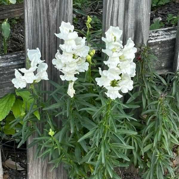 Antirrhinum majus 花