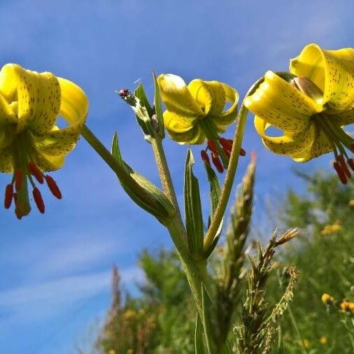 Lilium pyrenaicum Цвят