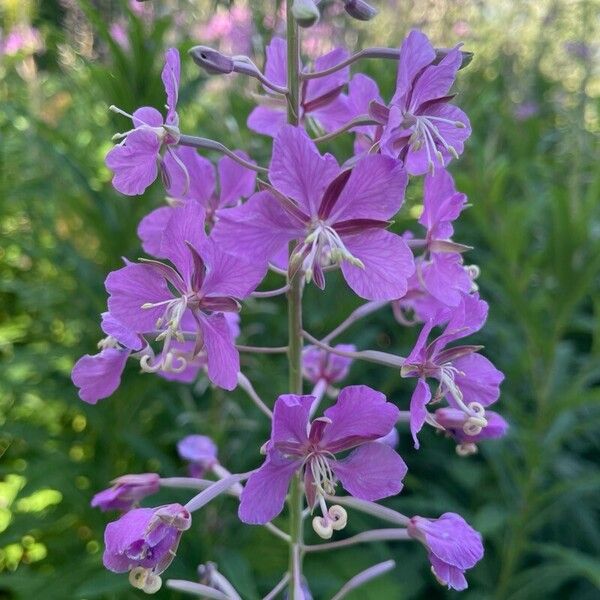 Epilobium angustifolium Kvet