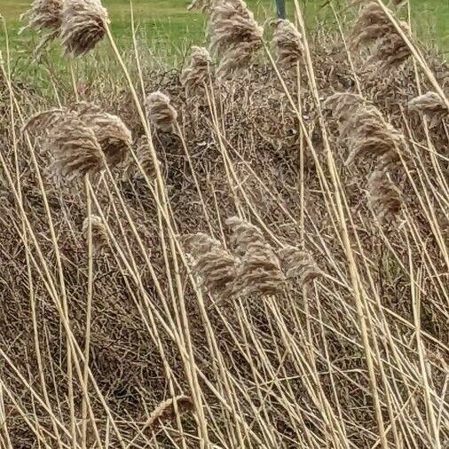 Phragmites australis Lorea