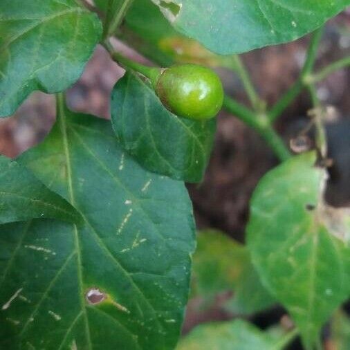 Celtis laevigata Ovoce