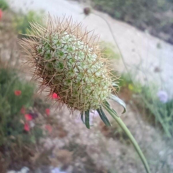 Knautia integrifolia Fruchs