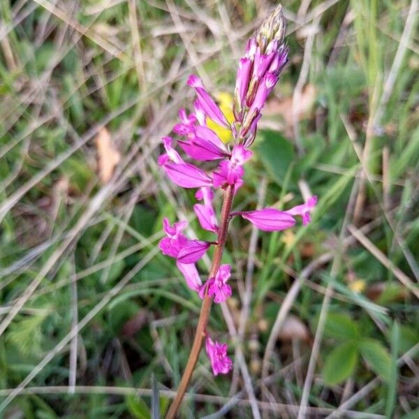 Polygala major Çiçek