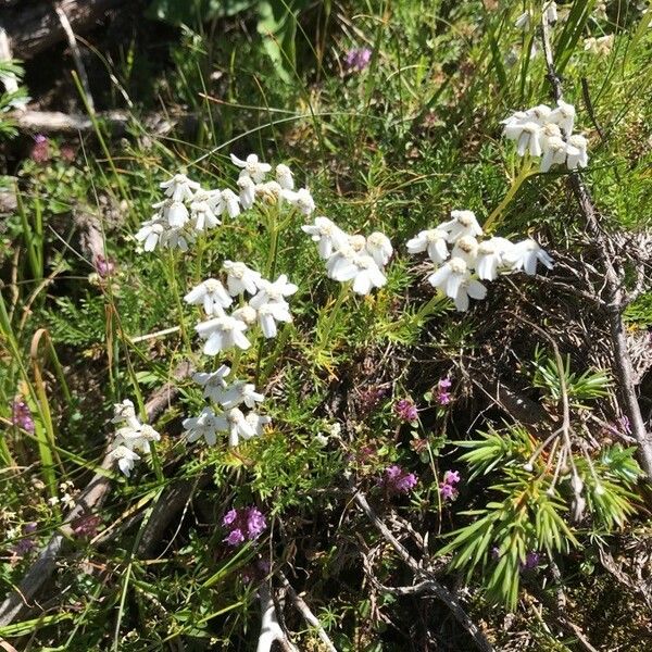 Achillea erba-rotta Kvet