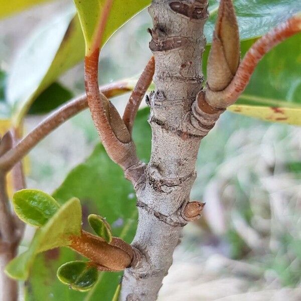 Viburnum odoratissimum Bark