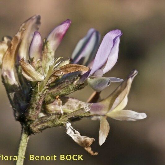 Astragalus hispanicus Blomst