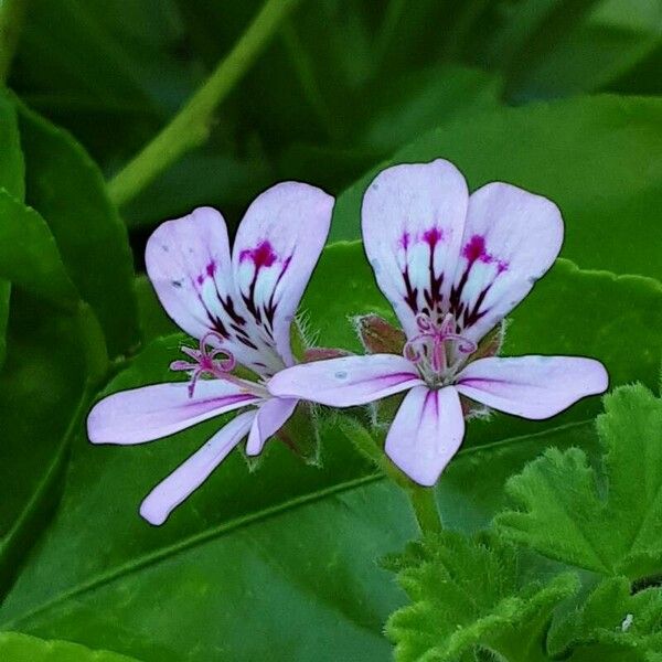 Pelargonium graveolens 花