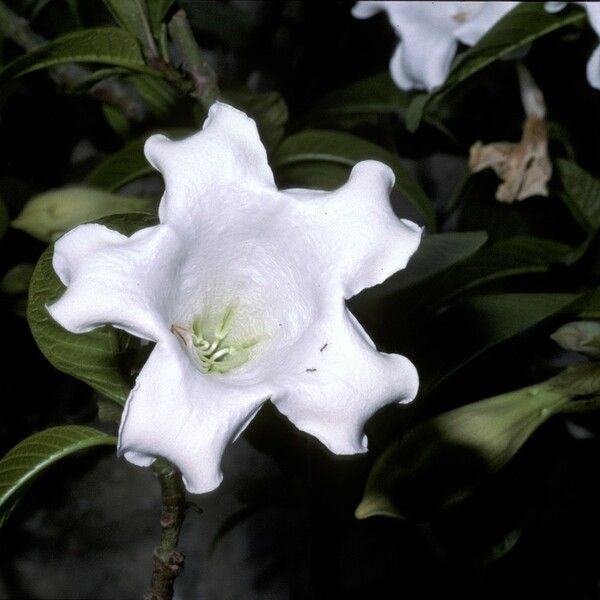 Beaumontia grandiflora Lorea