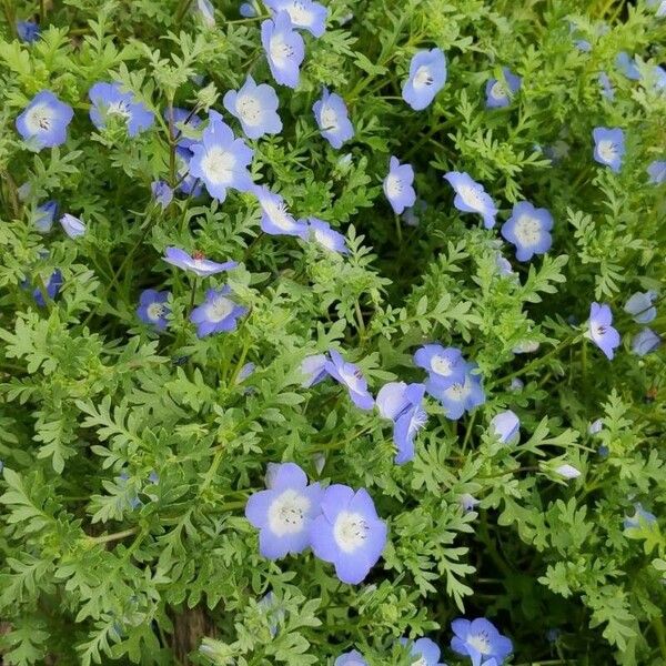 Nemophila menziesii Flower