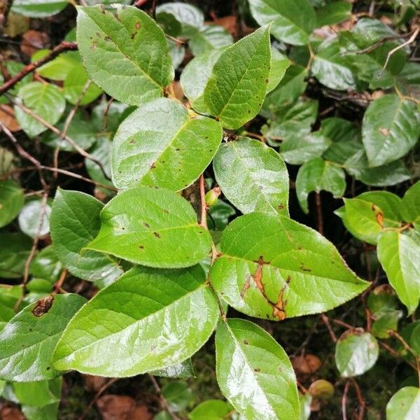 Gaultheria shallon Folha