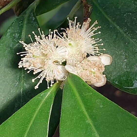 Psidium cattleyanum Flower