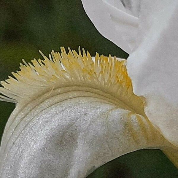 Iris albicans Flower