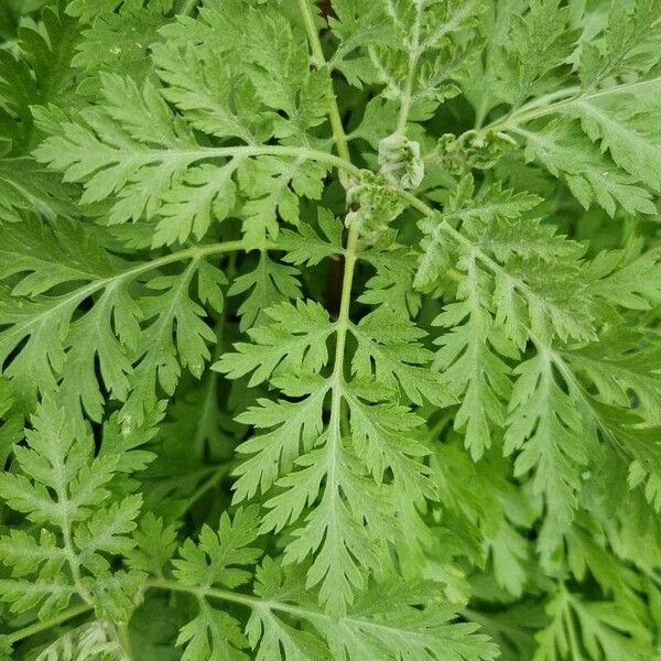 Artemisia annua Folio