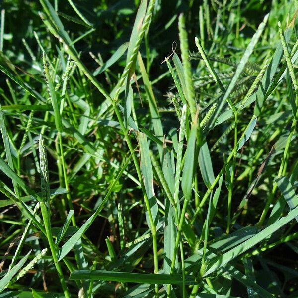 Paspalum vaginatum Lehti