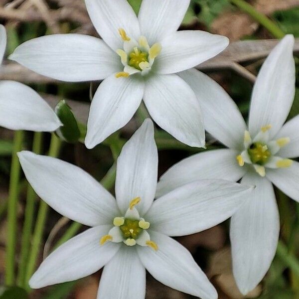 Ornithogalum divergens Lorea