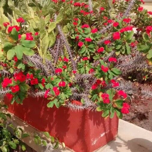 Euphorbia milii ശീലം