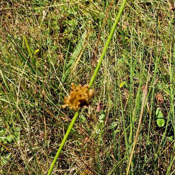 Juncus effusus عادت داشتن