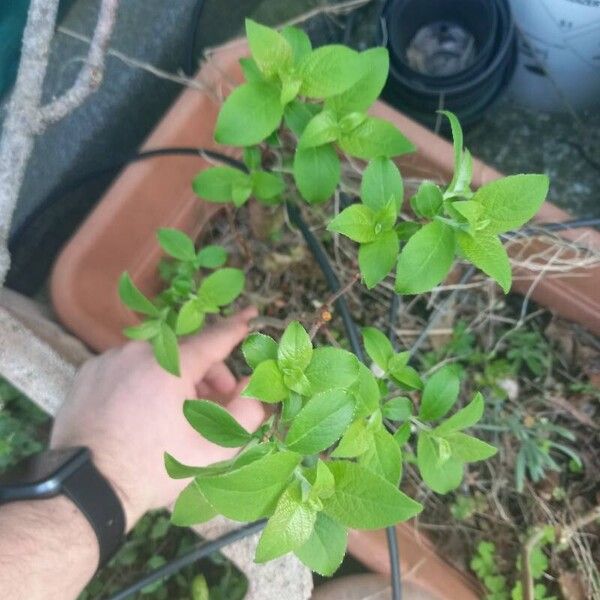 Salix hastata Fuelha