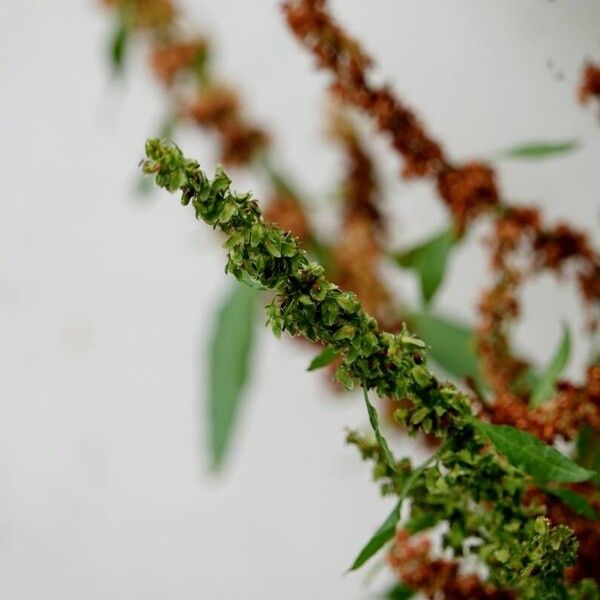 Rumex obtusifolius Fiore